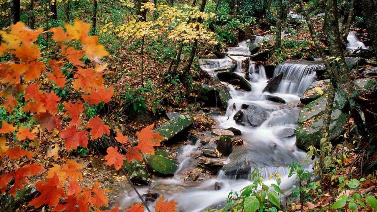 Wallpaper wood, stream, leaves, maple, autumn