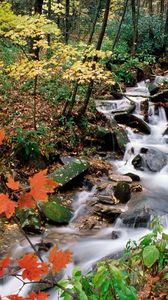 Preview wallpaper wood, stream, leaves, maple, autumn