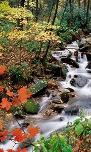 Preview wallpaper wood, stream, leaves, maple, autumn