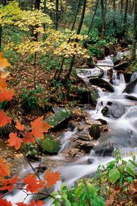 Preview wallpaper wood, stream, leaves, maple, autumn