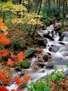 Preview wallpaper wood, stream, leaves, maple, autumn