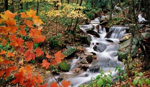 Preview wallpaper wood, stream, leaves, maple, autumn