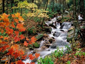 Preview wallpaper wood, stream, leaves, maple, autumn