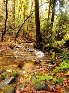 Preview wallpaper wood, stream, source, river, spring, branches, trees, earth, vegetation, stones