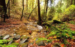 Preview wallpaper wood, stream, source, river, spring, branches, trees, earth, vegetation, stones