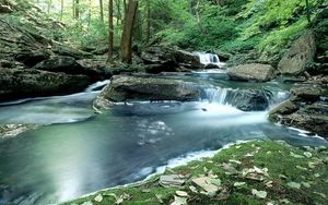 Preview wallpaper wood, stream, water, moss