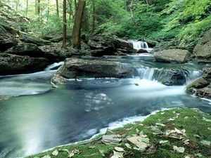 Preview wallpaper wood, stream, water, moss