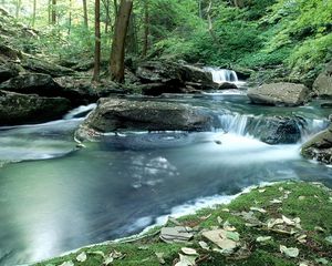 Preview wallpaper wood, stream, water, moss