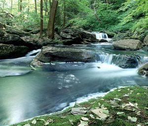 Preview wallpaper wood, stream, water, moss