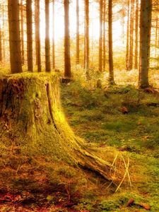 Preview wallpaper wood, stub, light, trees, vegetation