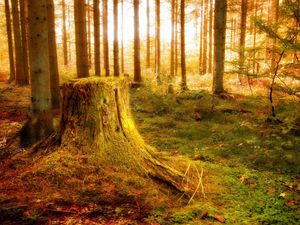 Preview wallpaper wood, stub, light, trees, vegetation