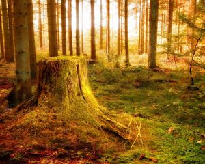 Preview wallpaper wood, stub, light, trees, vegetation