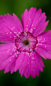 Preview wallpaper wood stud, flower, petals, stamen, close-up