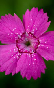 Preview wallpaper wood stud, flower, petals, stamen, close-up