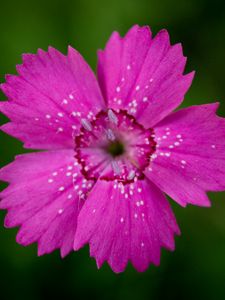 Preview wallpaper wood stud, flower, petals, stamen, close-up