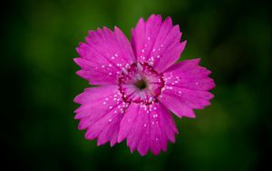 Preview wallpaper wood stud, flower, petals, stamen, close-up