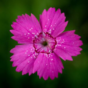 Preview wallpaper wood stud, flower, petals, stamen, close-up