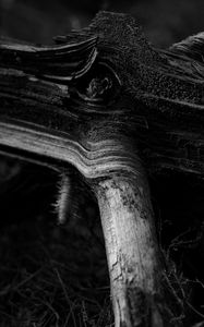 Preview wallpaper wood, stump, bw, nature