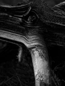 Preview wallpaper wood, stump, bw, nature