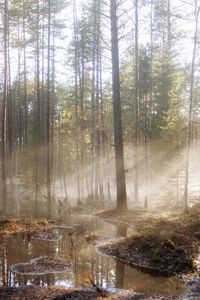 Preview wallpaper wood, sun, light, pools, trees, spring, high water