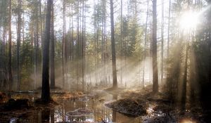 Preview wallpaper wood, sun, light, pools, trees, spring, high water