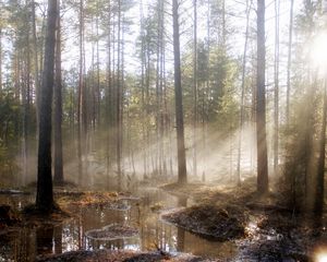 Preview wallpaper wood, sun, light, pools, trees, spring, high water