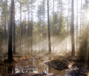 Preview wallpaper wood, sun, light, pools, trees, spring, high water