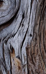Preview wallpaper wood, texture, cranny, bark