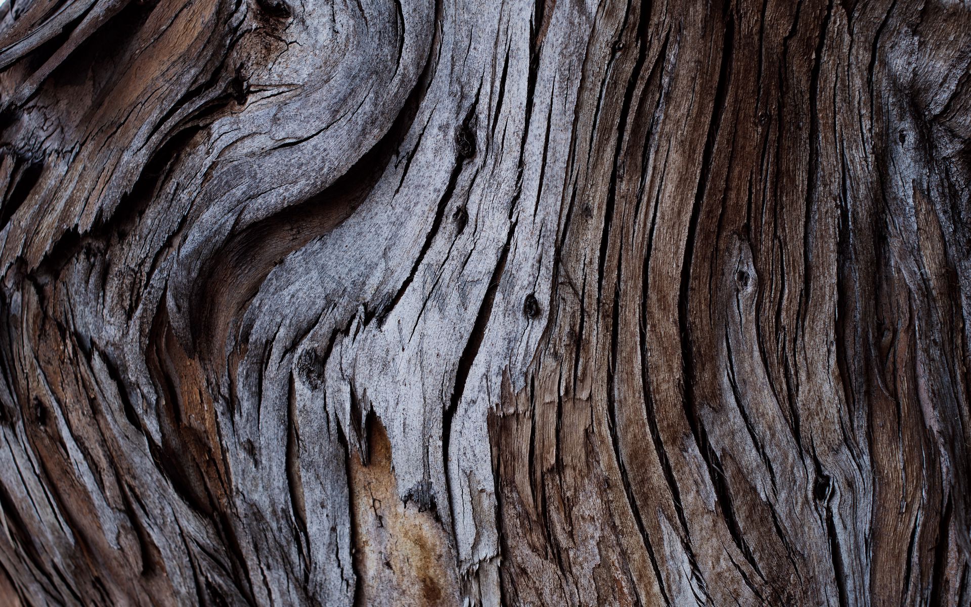 1920x1200 Wallpaper wood, texture, cranny, bark