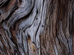 Preview wallpaper wood, texture, cranny, bark