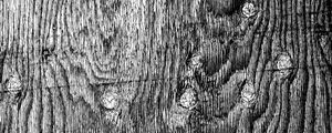 Preview wallpaper wood, texture, grey, bw