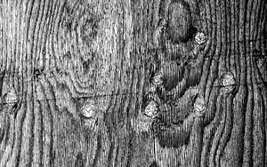 Preview wallpaper wood, texture, grey, bw