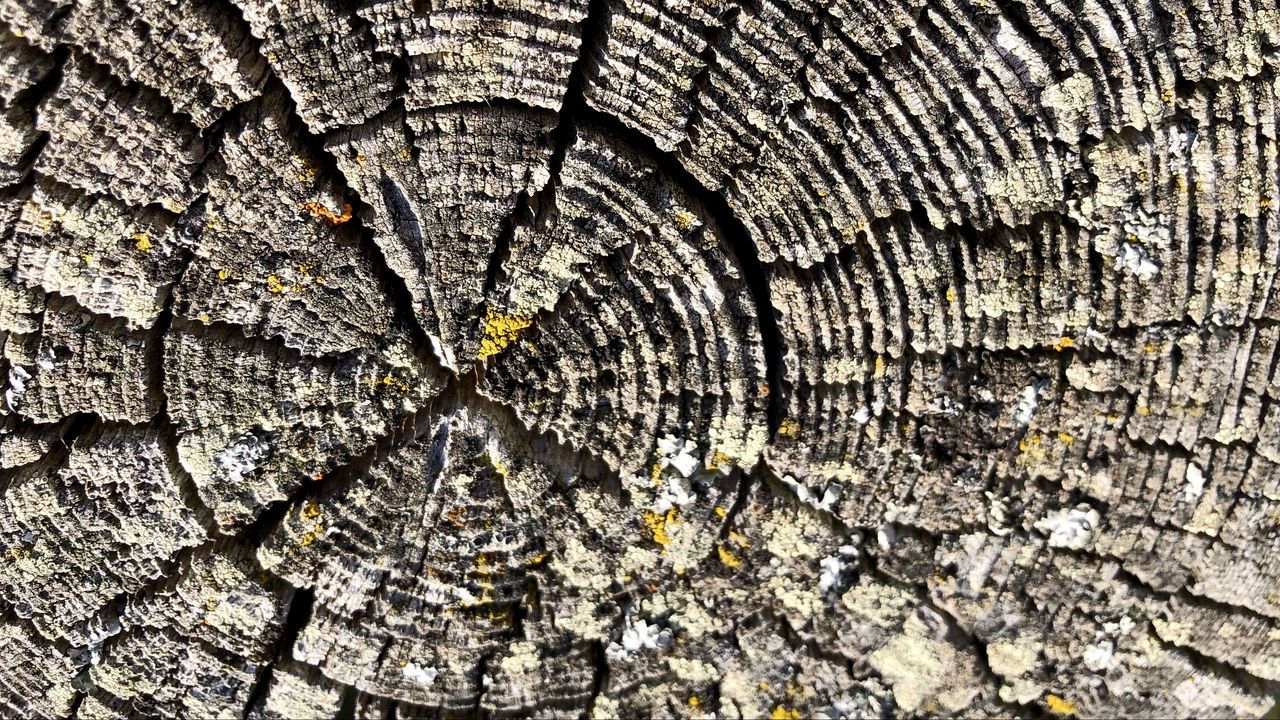 Wallpaper wood, texture, rings, relief