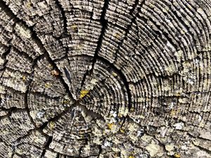 Preview wallpaper wood, texture, rings, relief