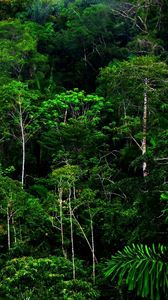 Preview wallpaper wood, thickets, green, wild