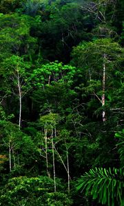 Preview wallpaper wood, thickets, green, wild