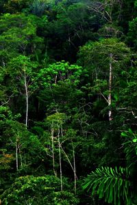 Preview wallpaper wood, thickets, green, wild