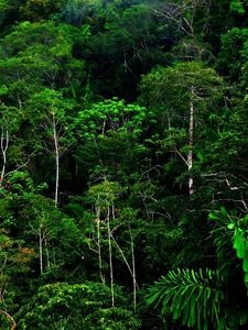 Preview wallpaper wood, thickets, green, wild