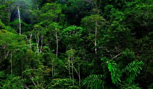 Preview wallpaper wood, thickets, green, wild