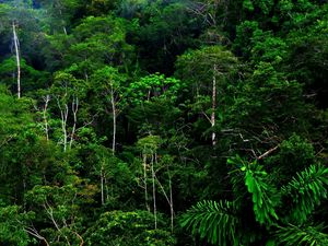 Preview wallpaper wood, thickets, green, wild