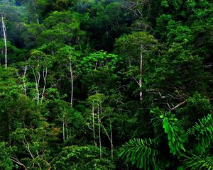 Preview wallpaper wood, thickets, green, wild