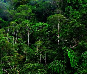 Preview wallpaper wood, thickets, green, wild