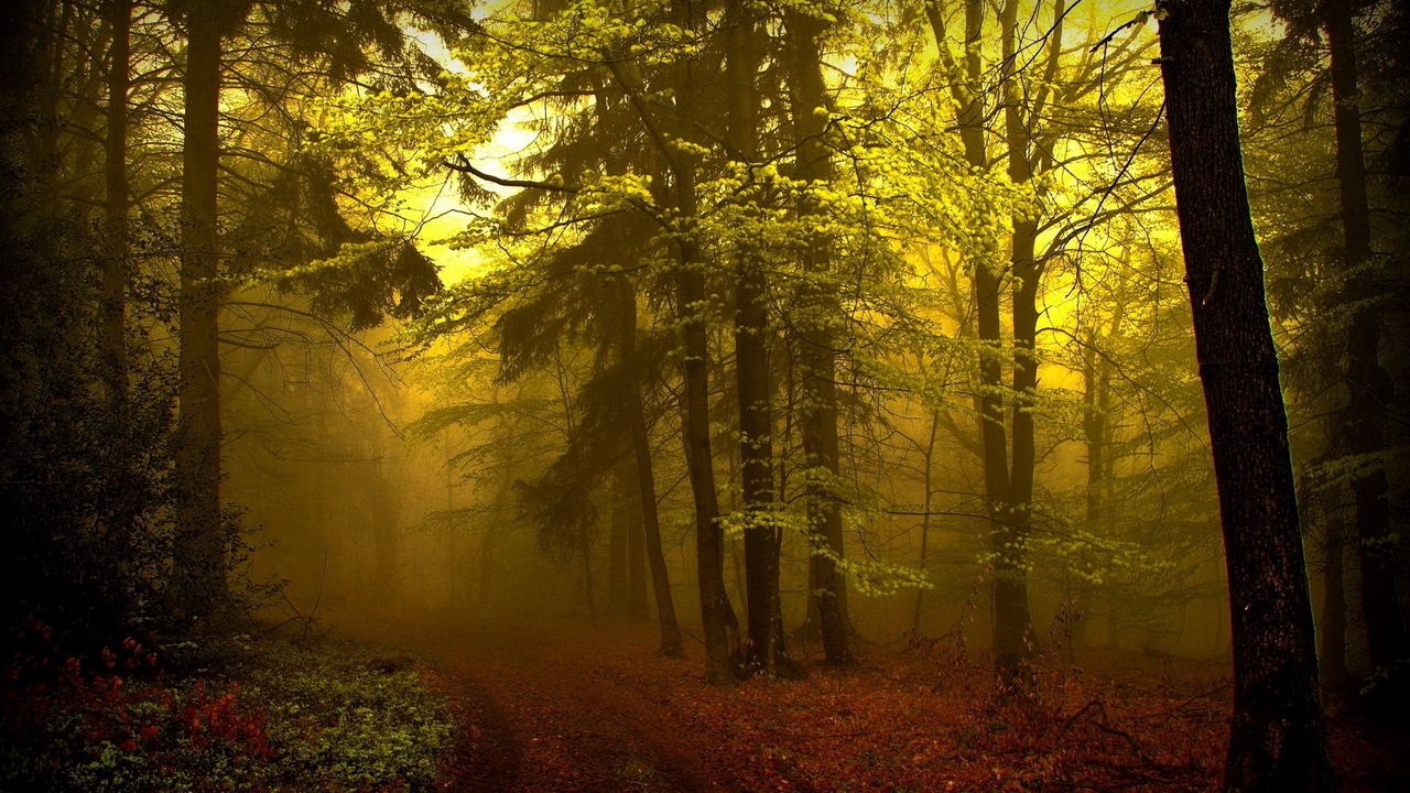 Wallpaper wood, track, haze, fog, trees, young growth, mysterious