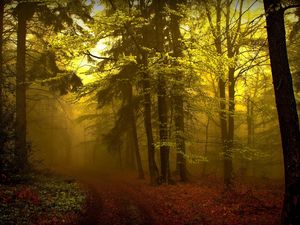 Preview wallpaper wood, track, haze, fog, trees, young growth, mysterious