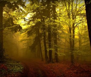 Preview wallpaper wood, track, haze, fog, trees, young growth, mysterious