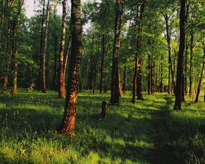 Preview wallpaper wood, track, path, green, trees, shadows, blades, silence