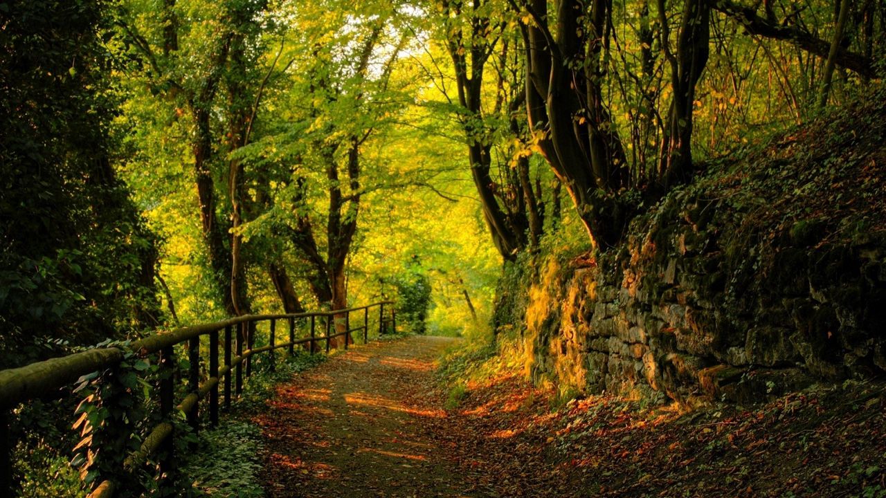 Wallpaper wood, track, stones, trees, autumn, leaves