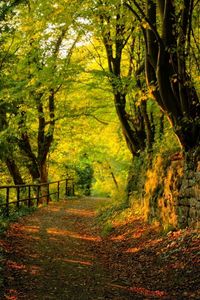 Preview wallpaper wood, track, stones, trees, autumn, leaves