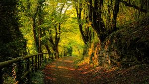 Preview wallpaper wood, track, stones, trees, autumn, leaves