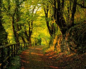 Preview wallpaper wood, track, stones, trees, autumn, leaves